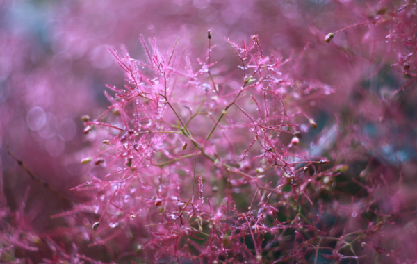 PrismLens Photography - Image 4